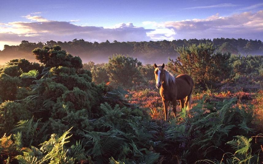 The Knightwood Oak A Luxury King Size En-Suite Space - Lymington New Forest With Totally Private Entrance - Key Box Entry - Free Parking & Private Outdoor Seating Area - Town ,Shops , Pubs & Solent Way Walking Distance & Complimentary Breakfast Items Kültér fotó