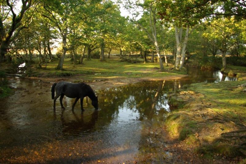 The Knightwood Oak A Luxury King Size En-Suite Space - Lymington New Forest With Totally Private Entrance - Key Box Entry - Free Parking & Private Outdoor Seating Area - Town ,Shops , Pubs & Solent Way Walking Distance & Complimentary Breakfast Items Kültér fotó